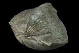 Pyrite Replaced Brachiopod (Paraspirifer) Fossil - Ohio #135565-1